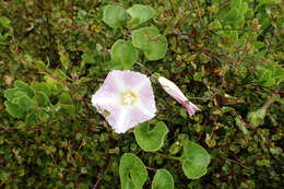 Plancia ëd Calystegia soldanella (L.) R. Br.