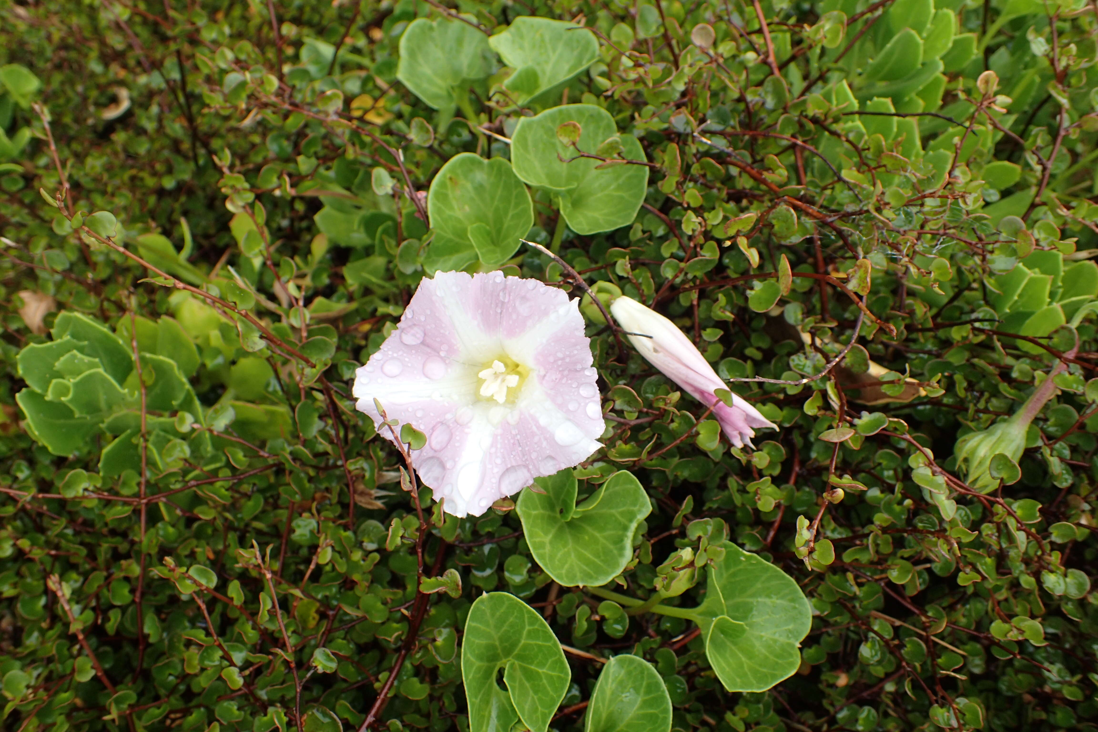 Plancia ëd Calystegia soldanella (L.) R. Br.