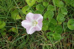 Plancia ëd Calystegia soldanella (L.) R. Br.