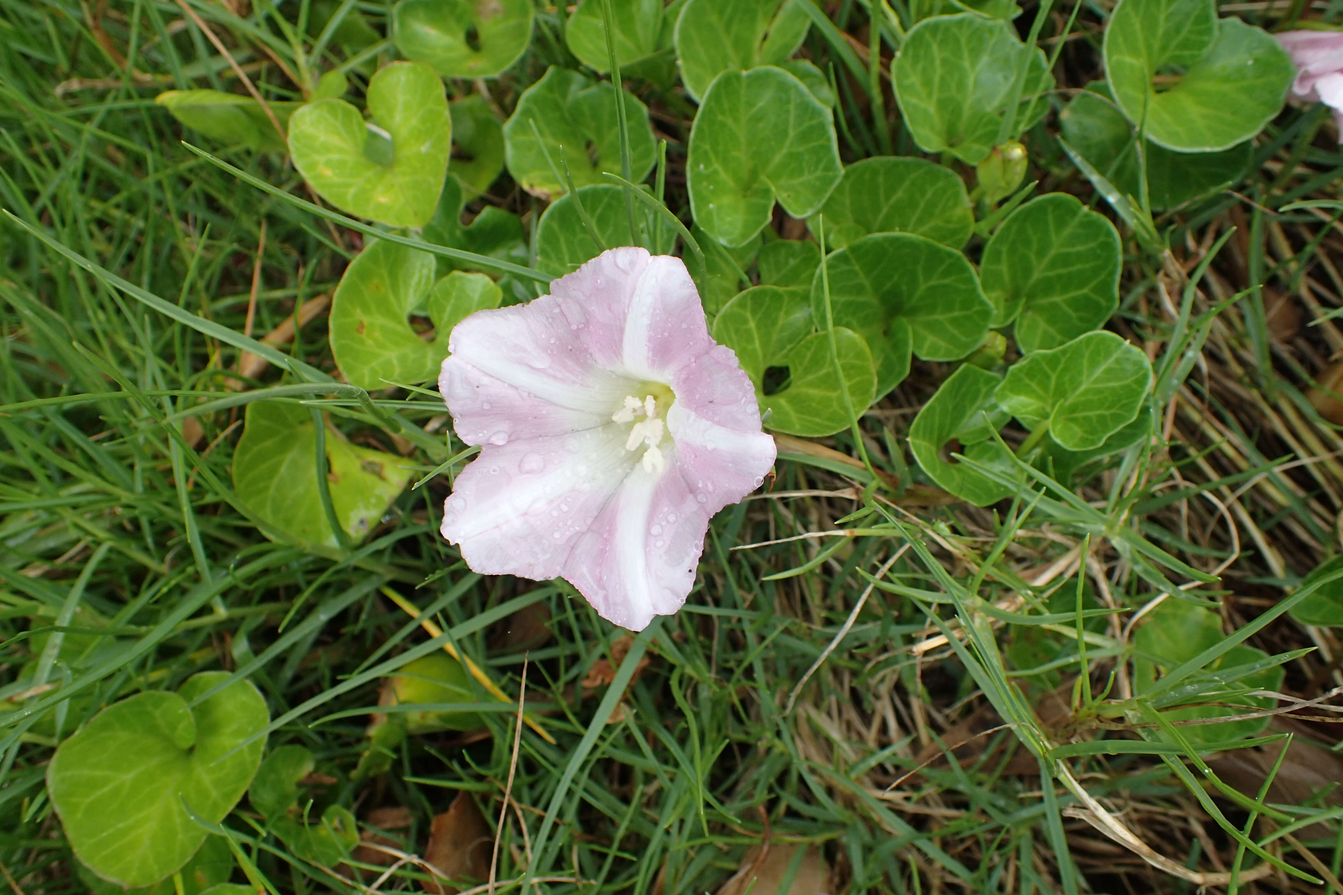 Plancia ëd Calystegia soldanella (L.) R. Br.