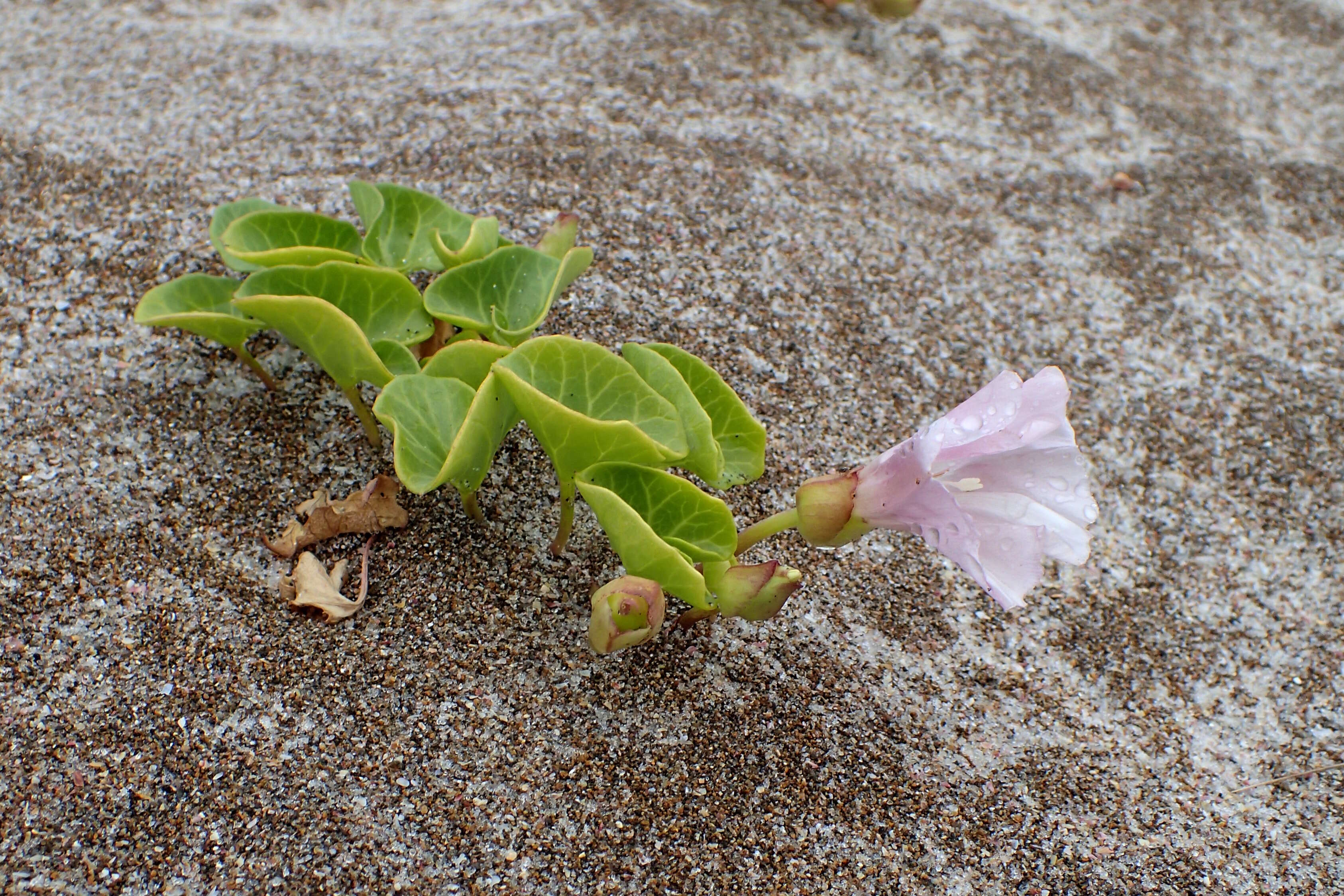 Plancia ëd Calystegia soldanella (L.) R. Br.