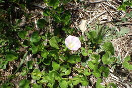 Plancia ëd Calystegia soldanella (L.) R. Br.