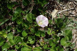 Plancia ëd Calystegia soldanella (L.) R. Br.