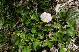 Plancia ëd Calystegia soldanella (L.) R. Br.