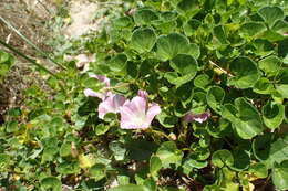 Plancia ëd Calystegia soldanella (L.) R. Br.