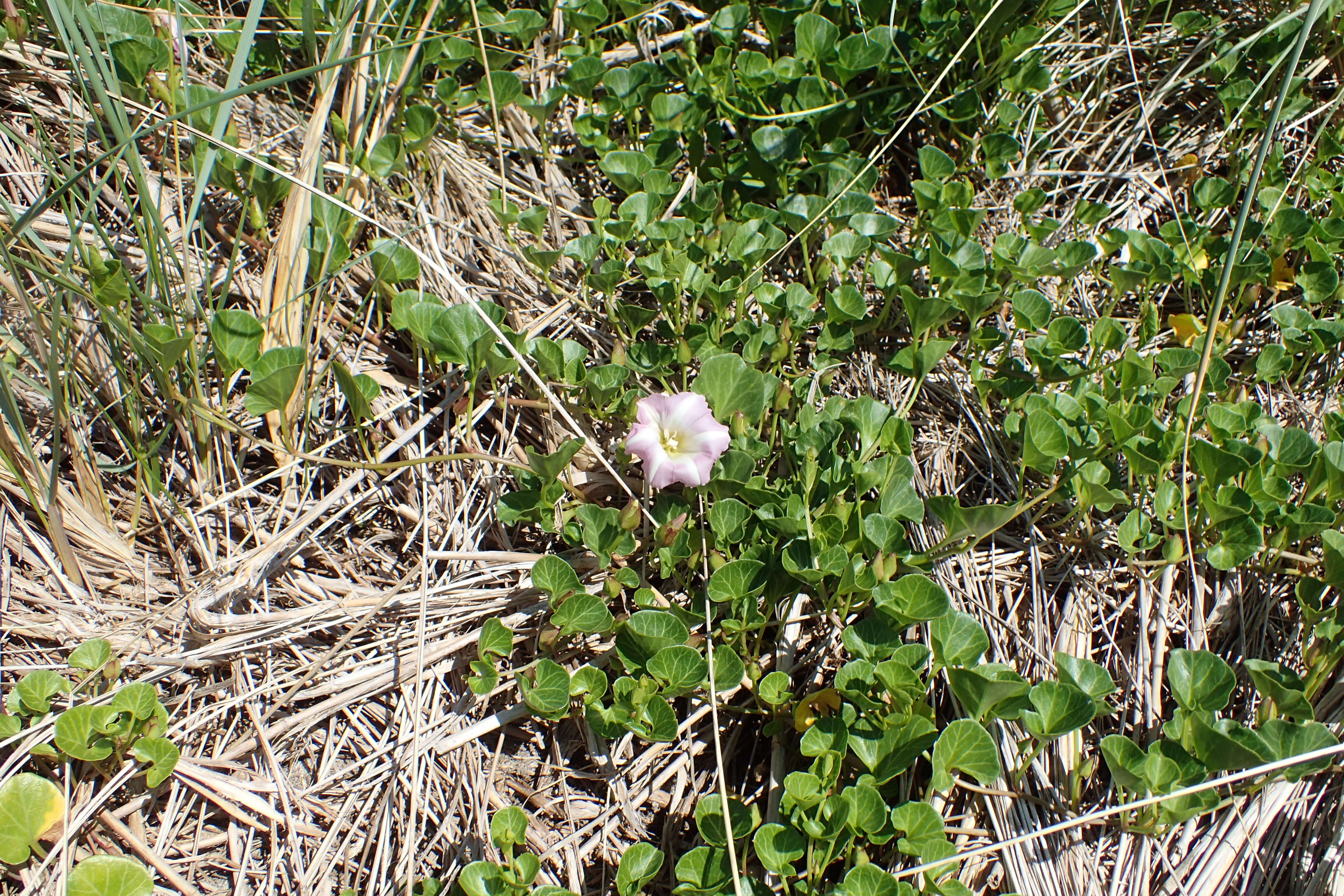 Plancia ëd Calystegia soldanella (L.) R. Br.