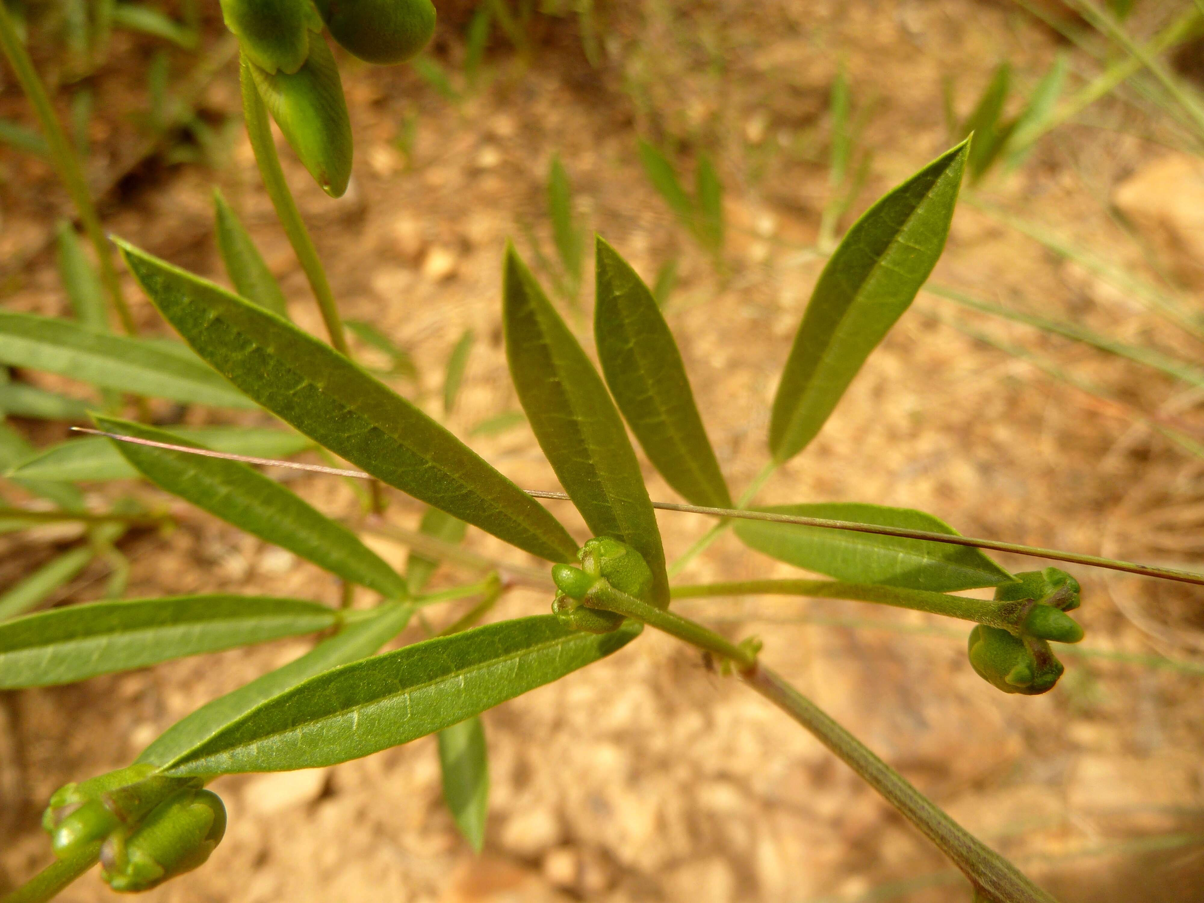 Sphenostylis angustifolia Sond.的圖片