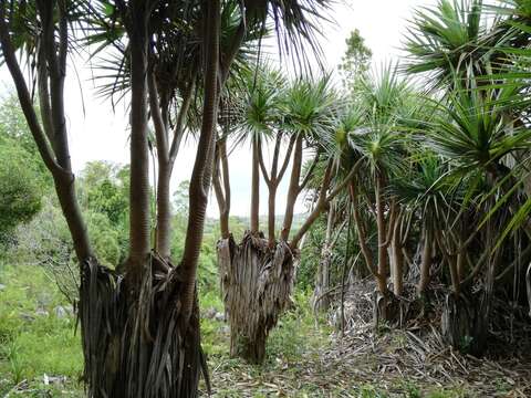 Image of Pandanus heterocarpus Balf. fil.