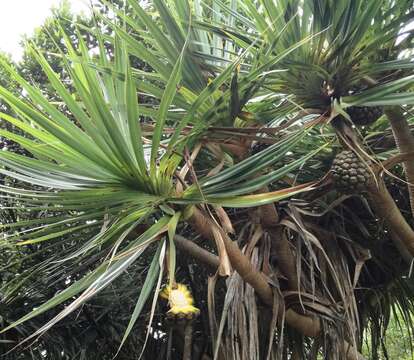 Image of Pandanus heterocarpus Balf. fil.