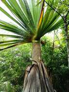 Image of Pandanus heterocarpus Balf. fil.