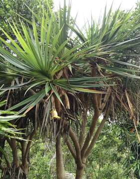 Image of Pandanus heterocarpus Balf. fil.