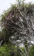 Image of Pandanus tenuifolius Balf. fil.