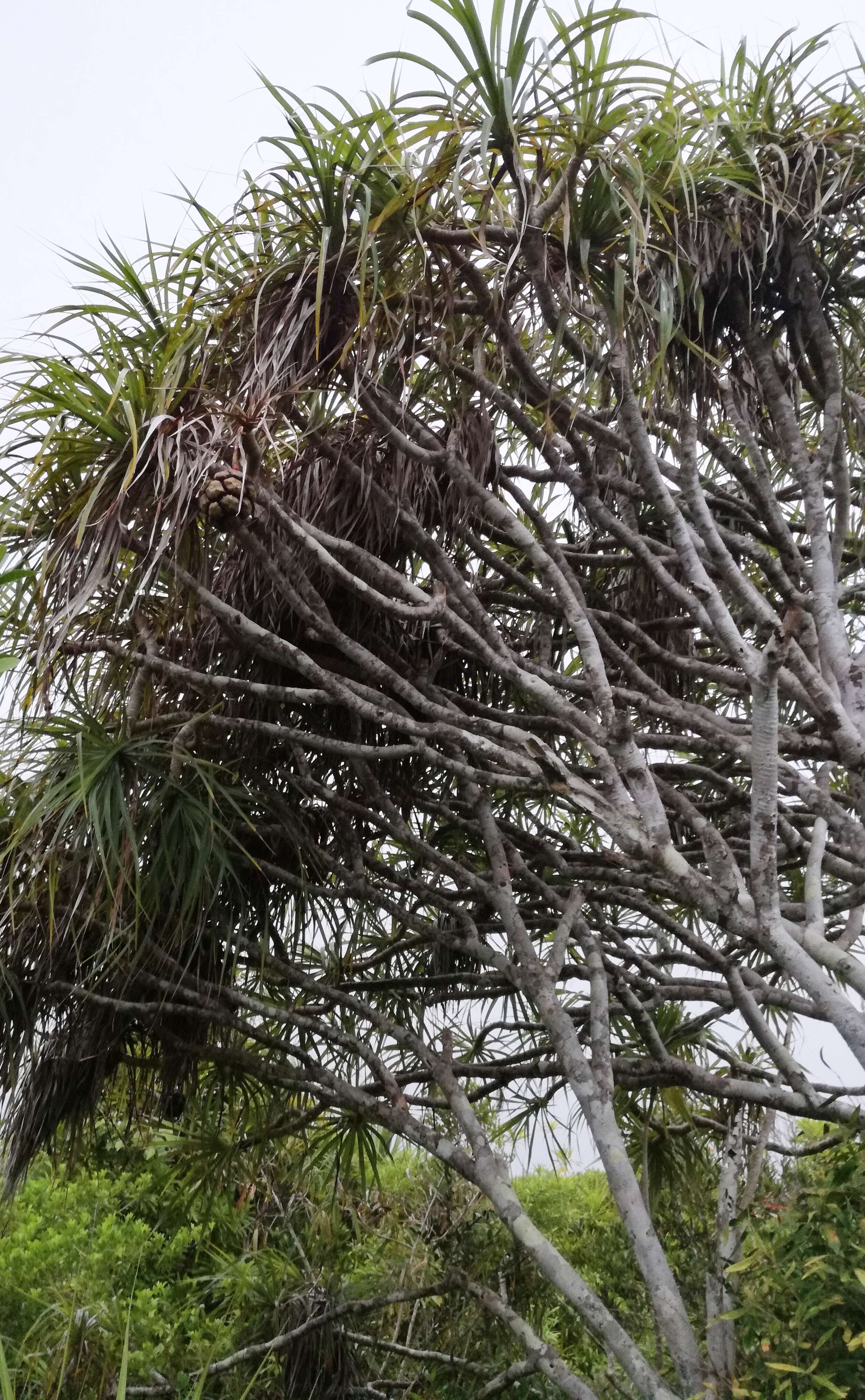 Imagem de Pandanus tenuifolius Balf. fil.