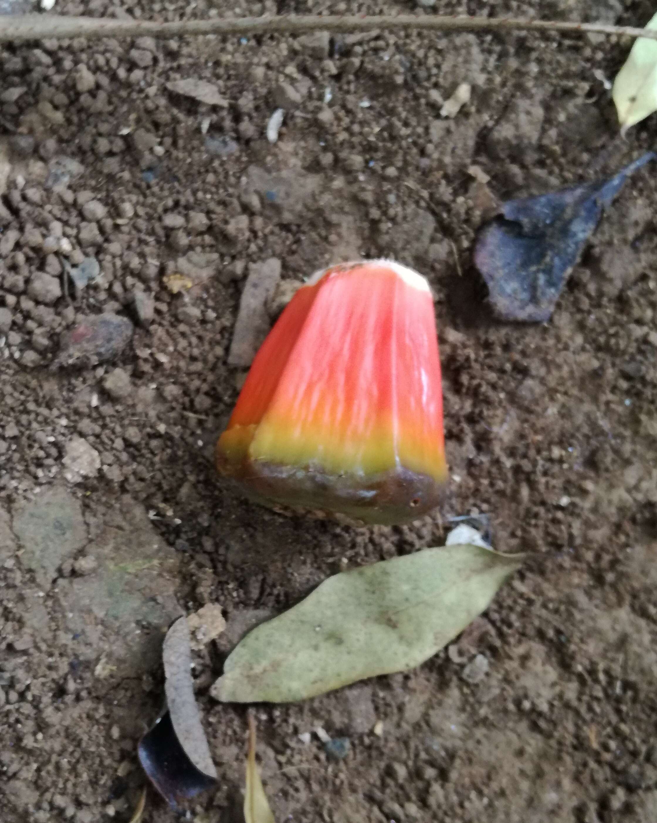 Image of Pandanus heterocarpus Balf. fil.