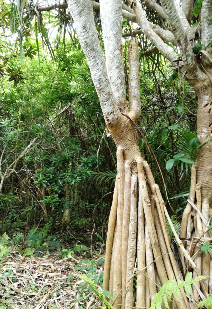 Image of Pandanus heterocarpus Balf. fil.