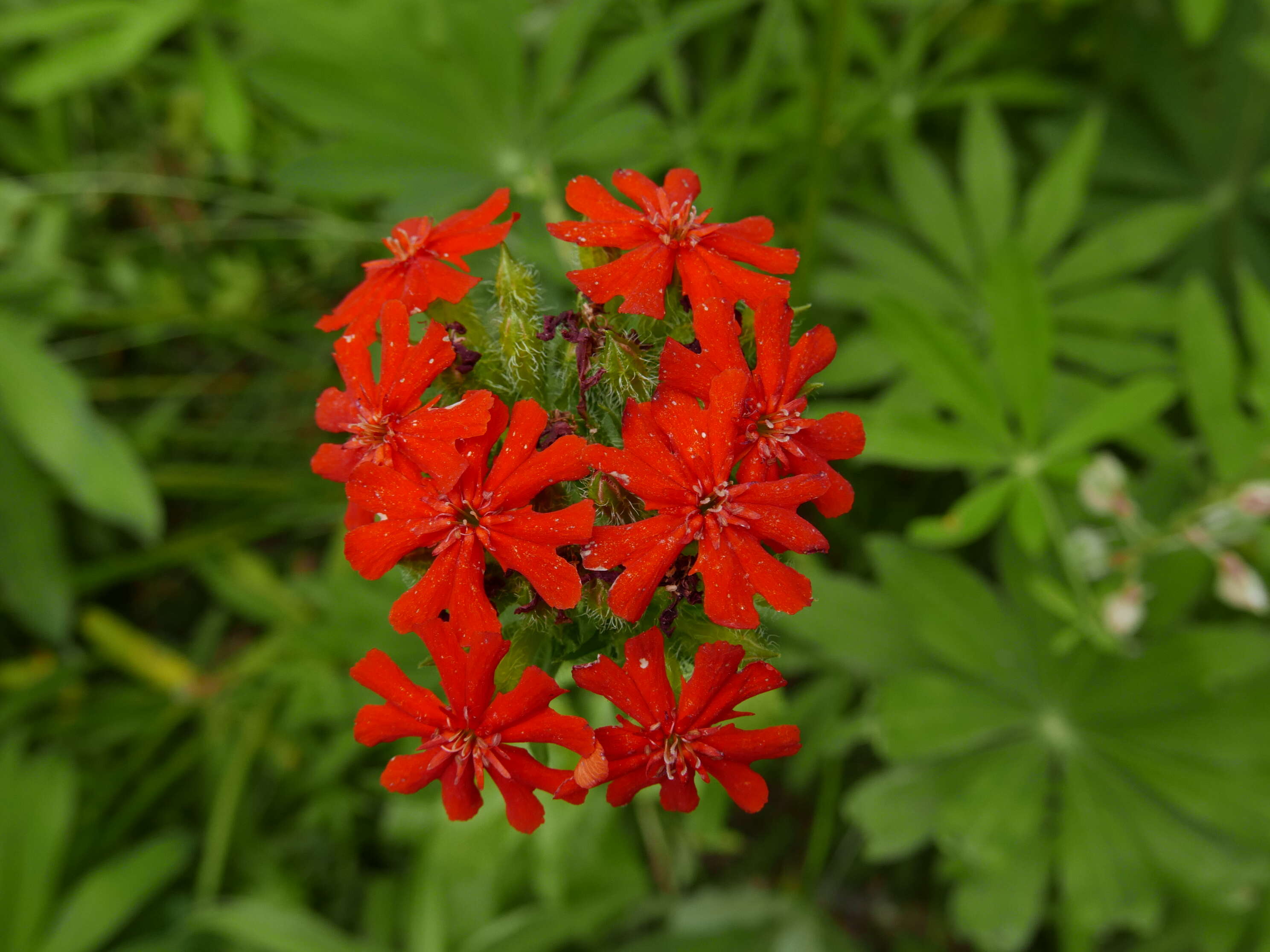 صورة Silene chalcedonica (L.) E. H. L. Krause