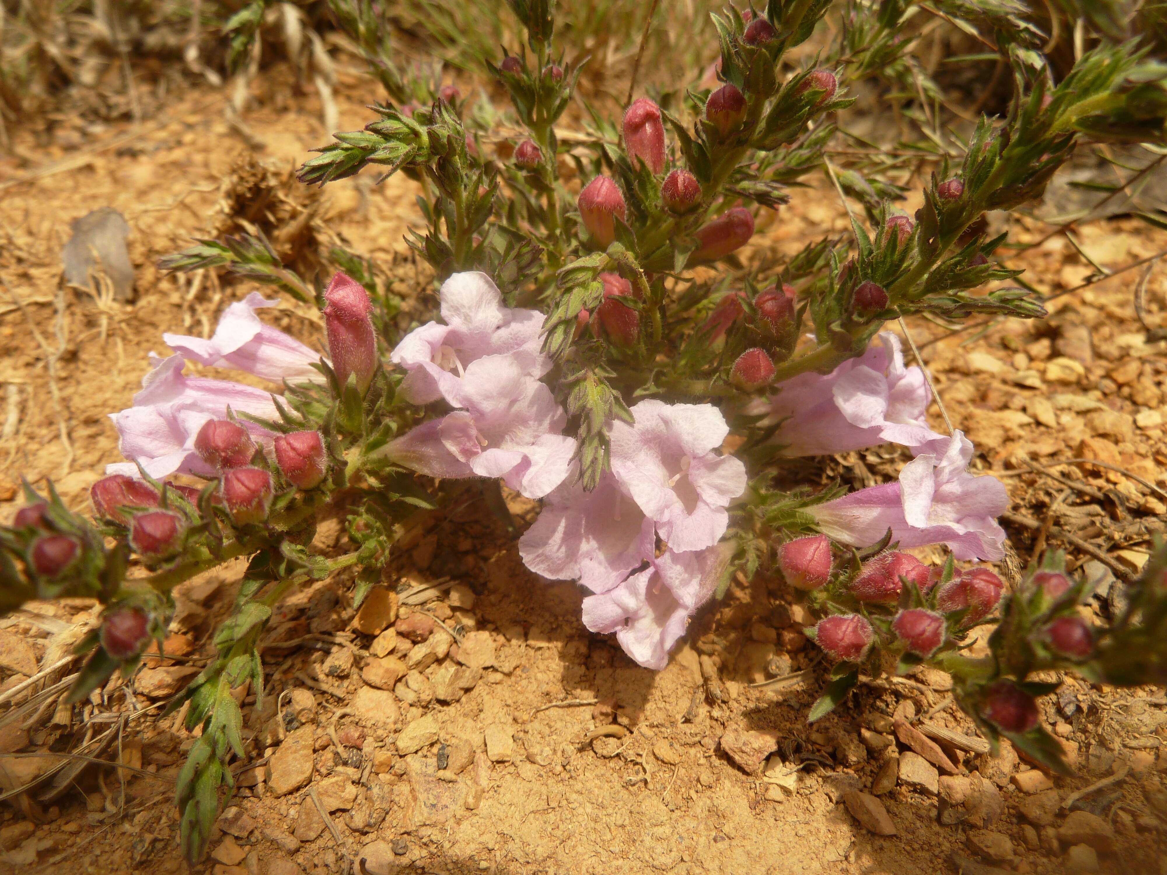 Image of Ground bells