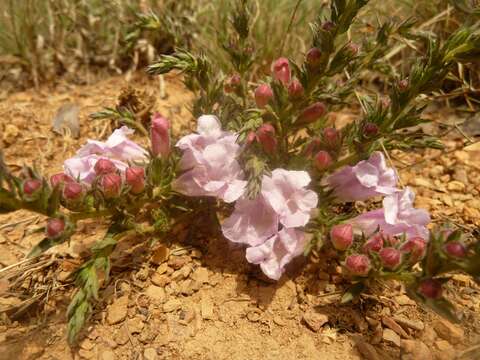 Image of Ground bells