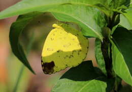 Image de Eurema blanda (Boisduval 1836)