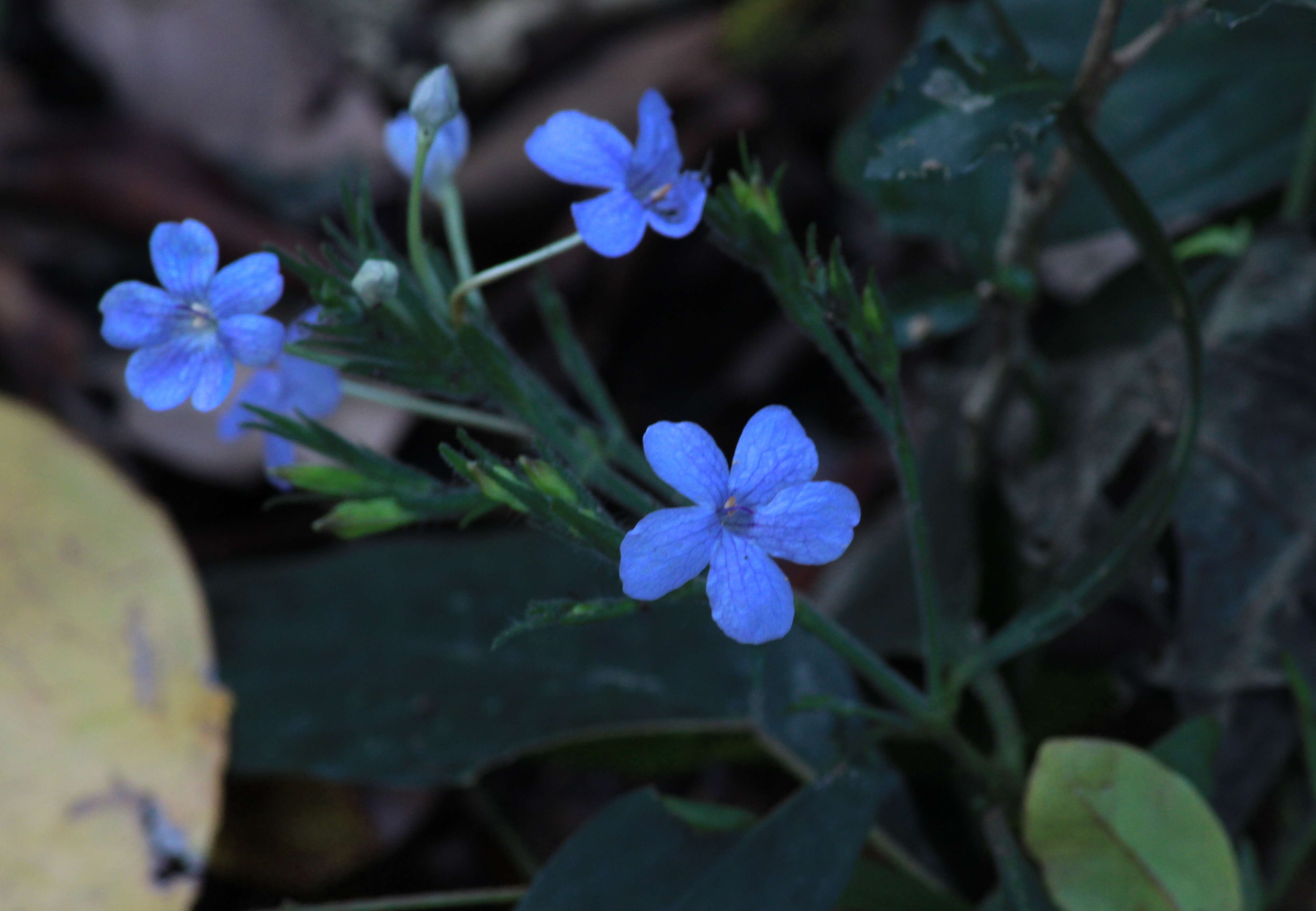 Image of Eranthemum roseum (Vahl) R. Br.