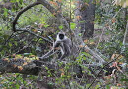 صورة Semnopithecus priam Blyth 1844