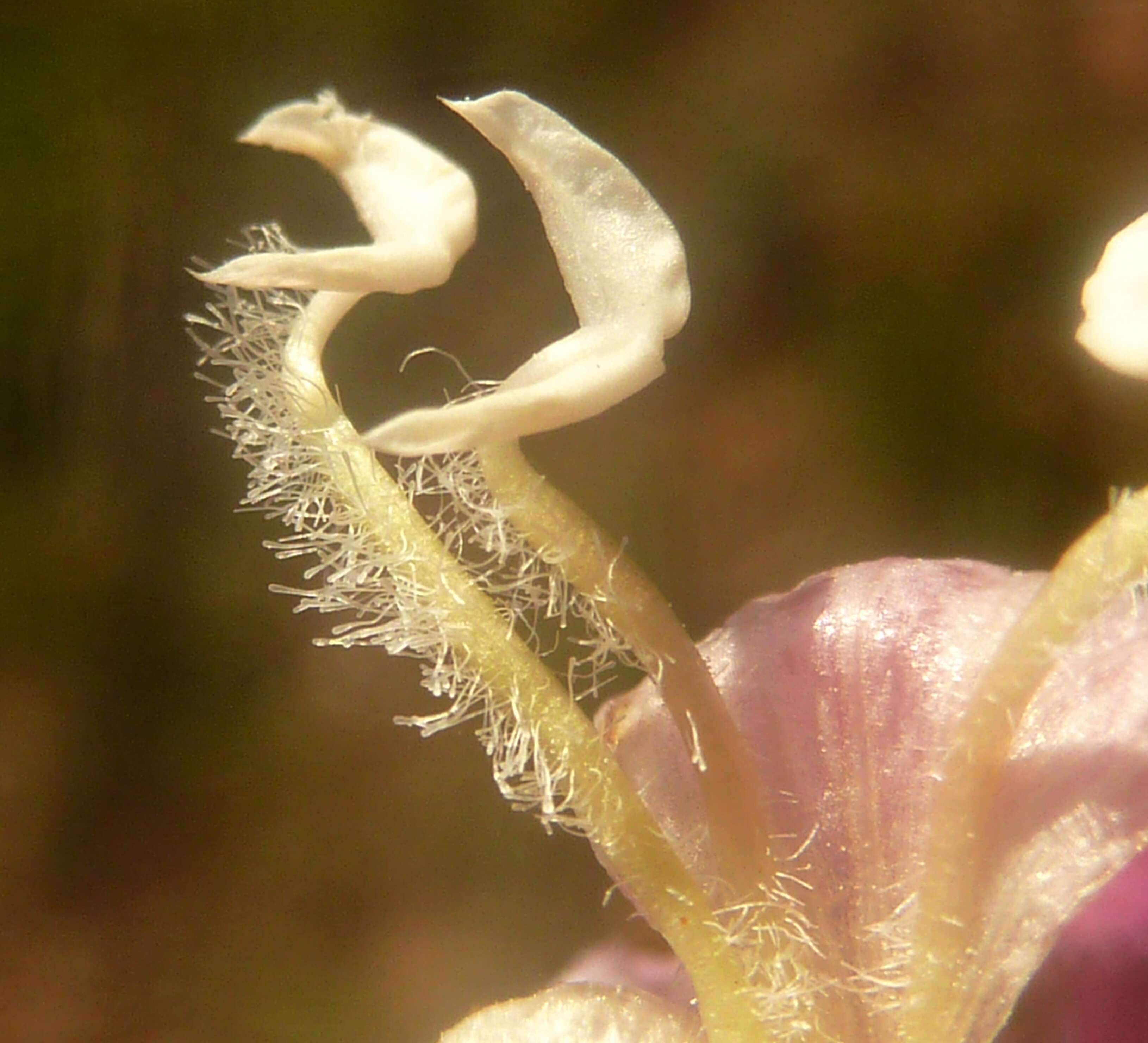 Image of Ground bells