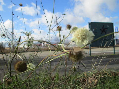 Image of cream pincushions