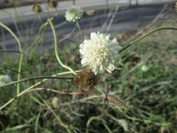 Image of cream pincushions