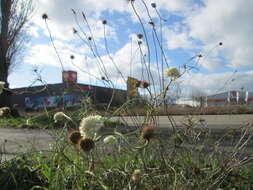 Image of cream pincushions