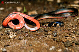 Calliophis nigrescens Günther 1862的圖片