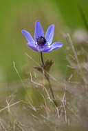 Imagem de Anemone coronaria L.