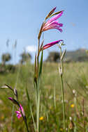 Image of Common Sword Lily