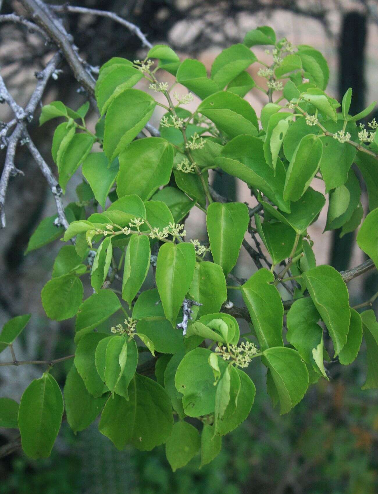 Cissus verticillata (L.) Nicolson & C. E. Jarvis resmi