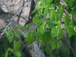 Cissus verticillata (L.) Nicolson & C. E. Jarvis resmi