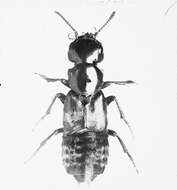 Image of Hairy Rove Beetle