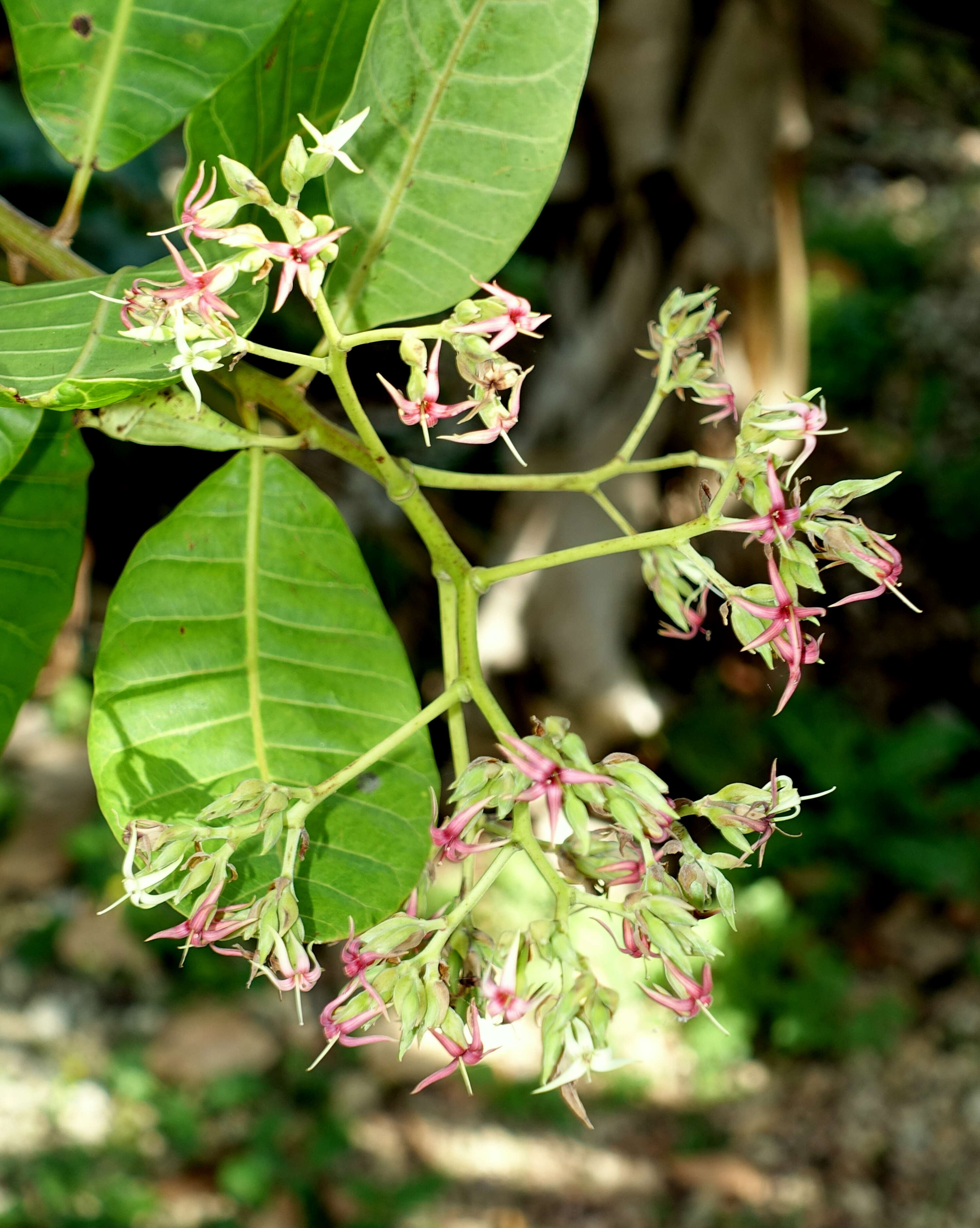 Image of cashew