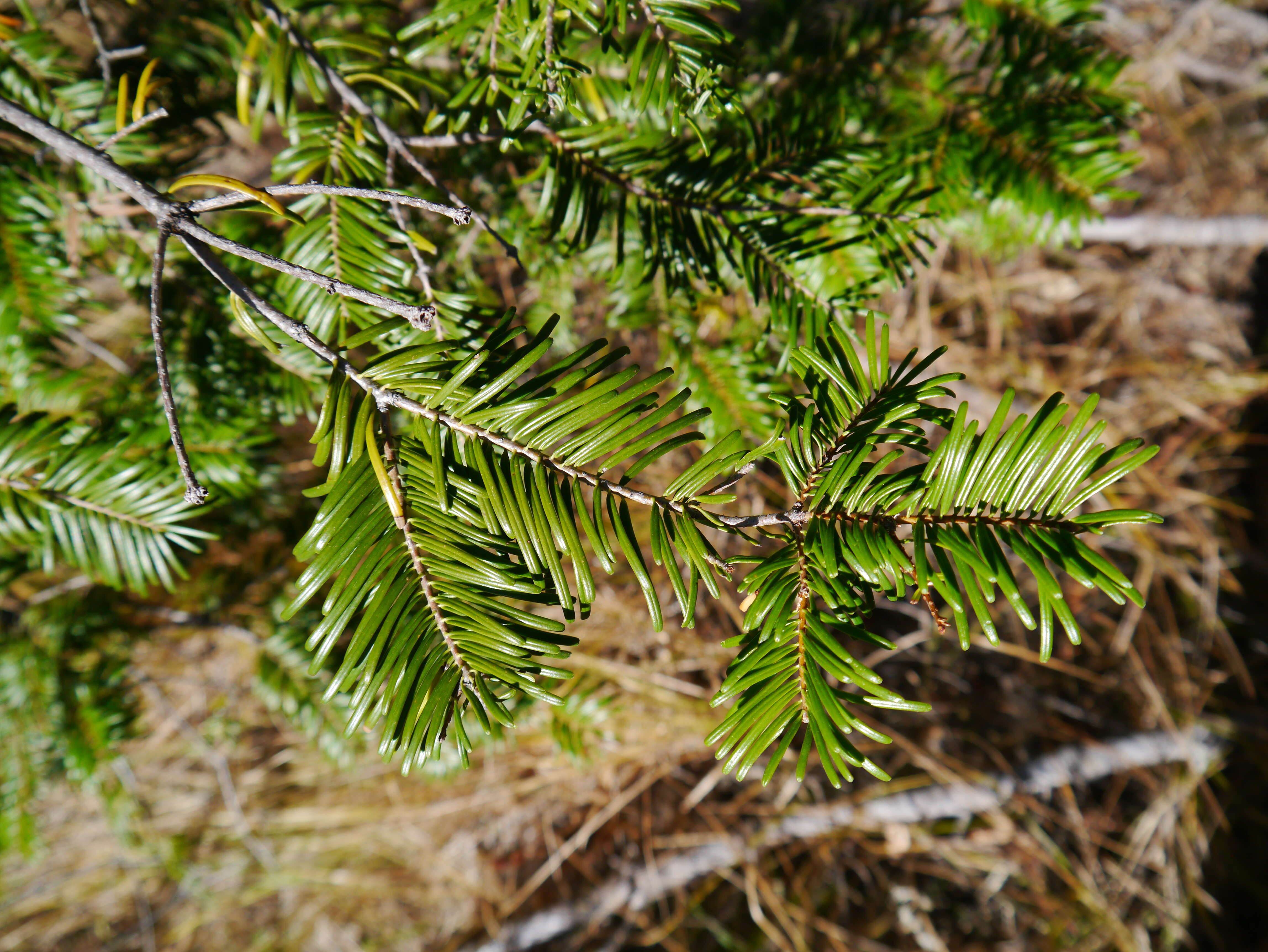 Imagem de Abies grandis (Douglas ex D. Don) Lindl.