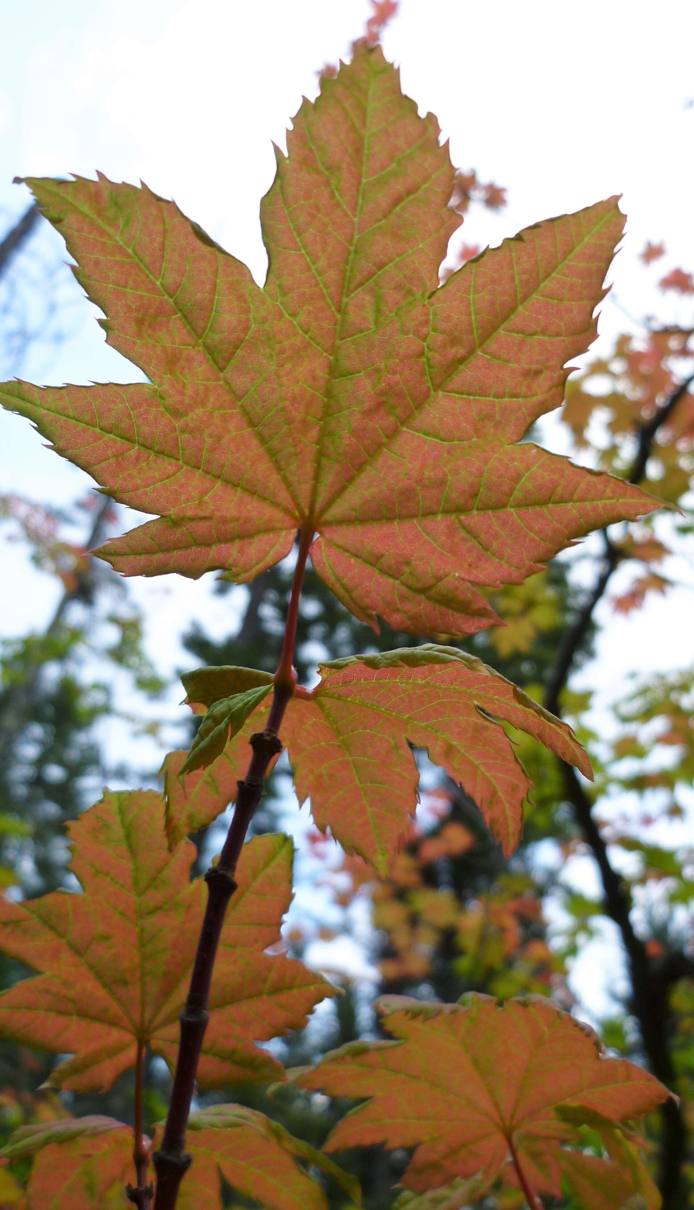 Слика од Acer circinatum Pursh