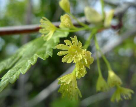 Image of Rocky Mountain maple