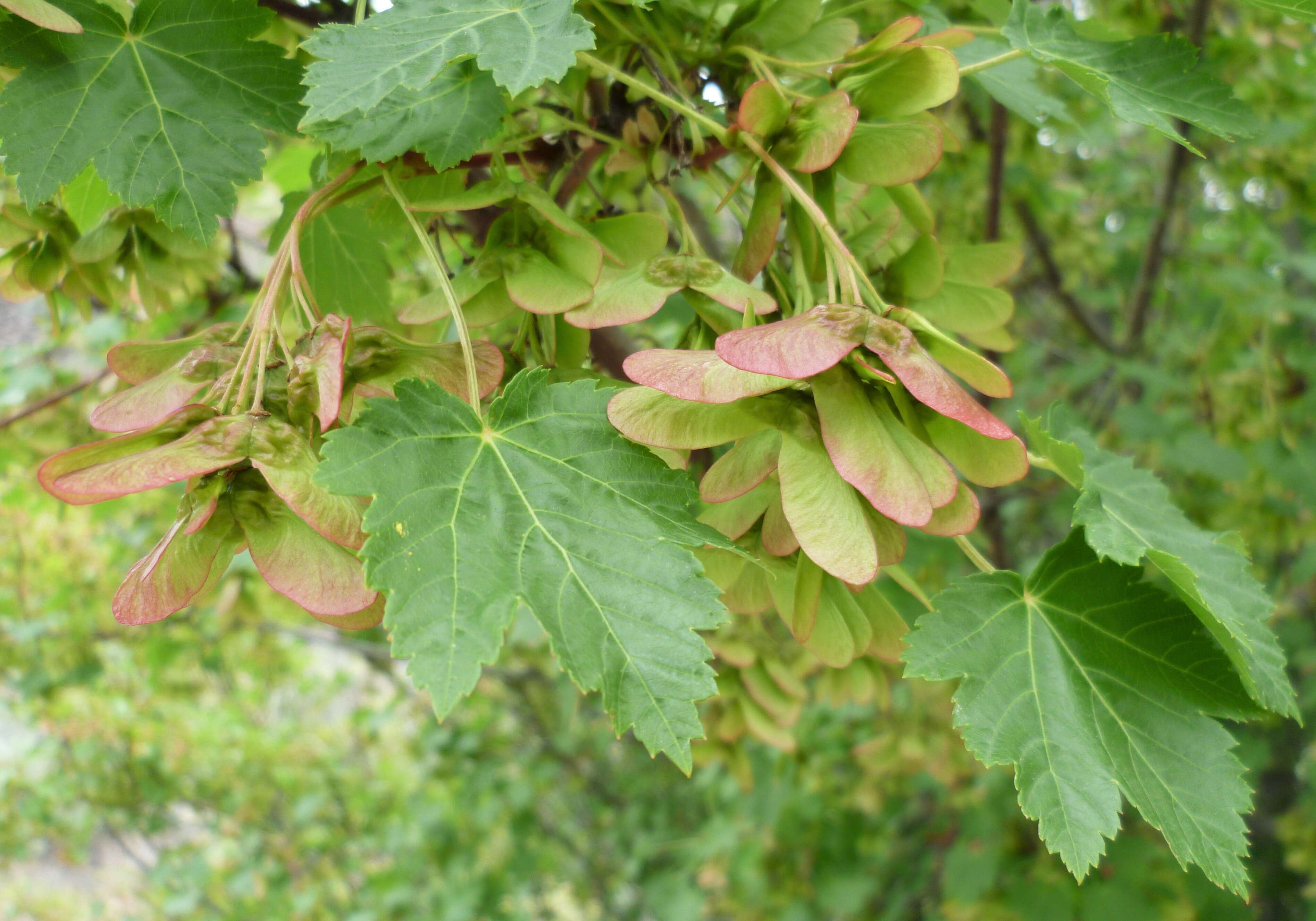 Image of Rocky Mountain maple