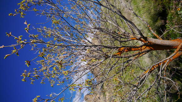 Image de Érable à grandes feuilles