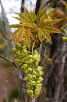 Image of bigleaf maple