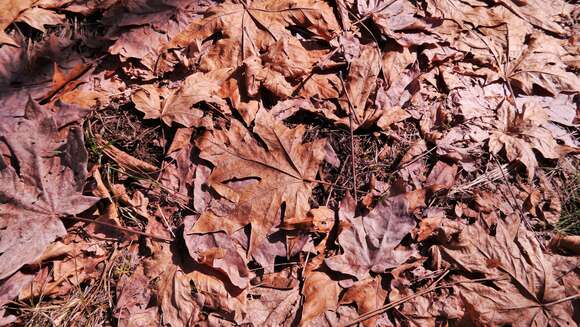 Image de Érable à grandes feuilles