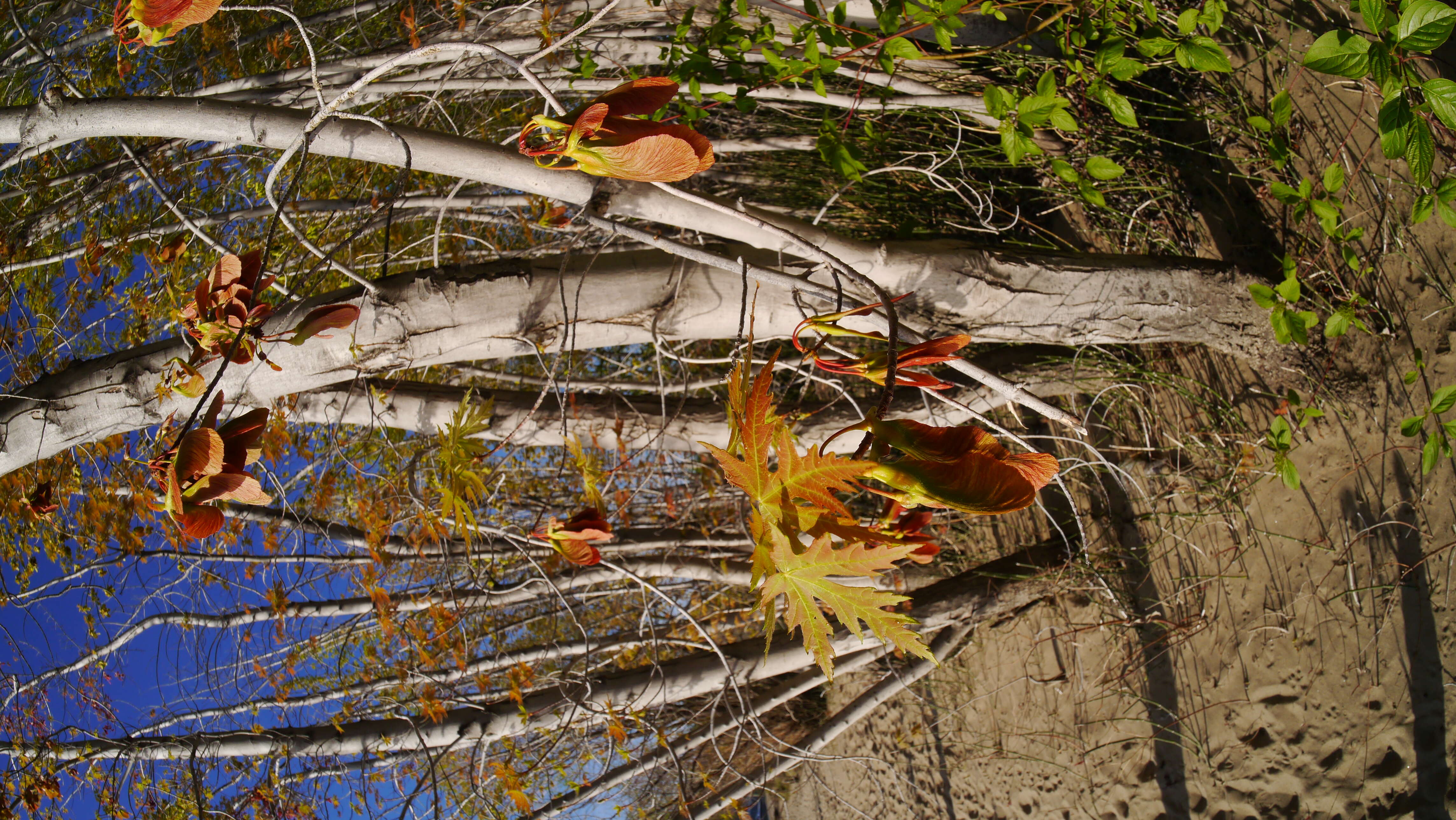 Image of silver maple