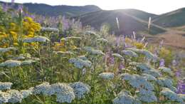 Image of yarrow, milfoil