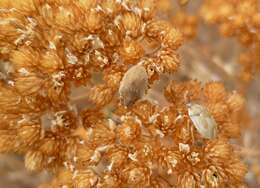 Image of yarrow, milfoil