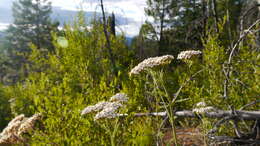 Image of yarrow, milfoil