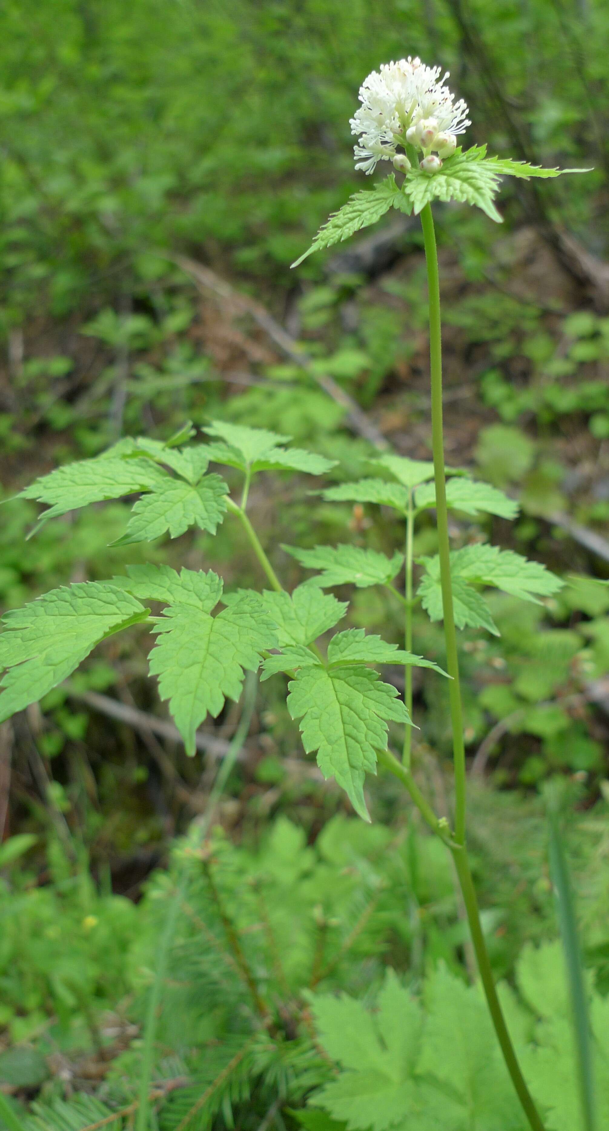 Imagem de Actaea rubra (Ait.) Willd.