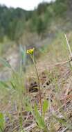 Image de Agoseris heterophylla (Nutt.) Greene