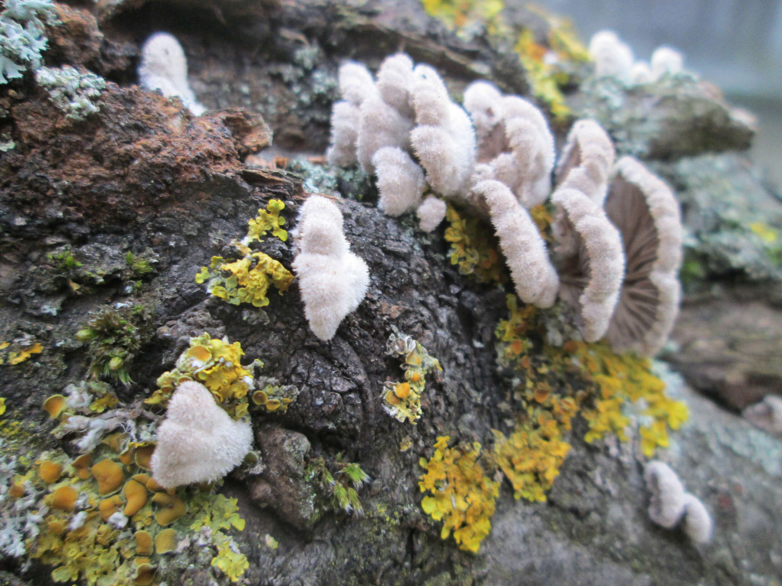 Image of Schizophyllum